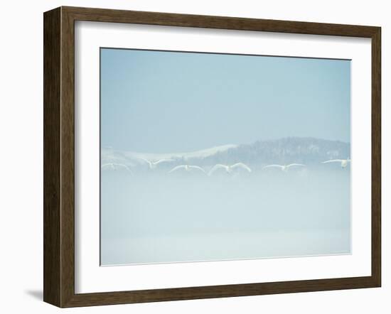 Swans-null-Framed Photographic Print