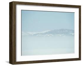 Swans-null-Framed Photographic Print