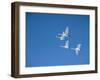 Swans-null-Framed Photographic Print