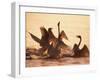 Swans-null-Framed Photographic Print