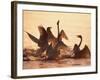 Swans-null-Framed Photographic Print