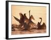 Swans-null-Framed Photographic Print