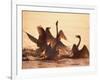 Swans-null-Framed Photographic Print