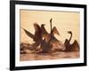 Swans-null-Framed Photographic Print