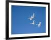 Swans-null-Framed Photographic Print