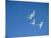 Swans-null-Mounted Photographic Print