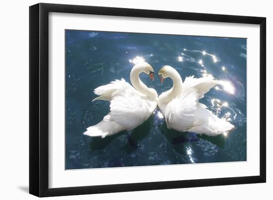 Swans-null-Framed Art Print