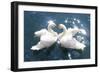 Swans-null-Framed Art Print