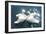 Swans-null-Framed Art Print