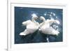 Swans-null-Framed Premium Giclee Print