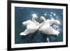 Swans-null-Framed Premium Giclee Print