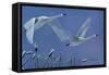 Swans-Rusty Frentner-Framed Stretched Canvas