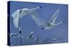 Swans-Rusty Frentner-Stretched Canvas