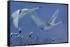 Swans-Rusty Frentner-Framed Stretched Canvas