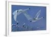 Swans-Rusty Frentner-Framed Giclee Print