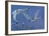 Swans-Rusty Frentner-Framed Giclee Print