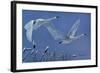 Swans-Rusty Frentner-Framed Giclee Print