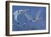 Swans-Rusty Frentner-Framed Giclee Print