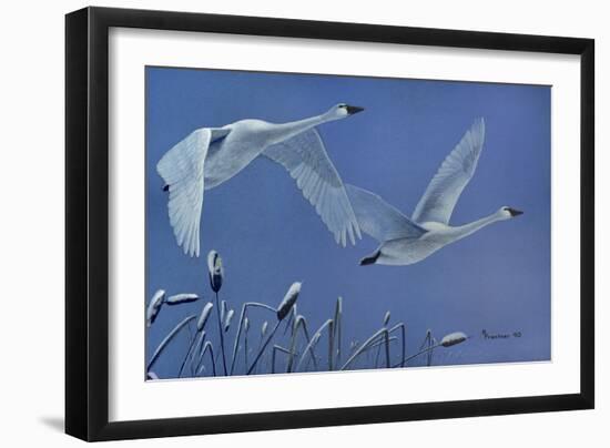 Swans-Rusty Frentner-Framed Giclee Print