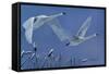 Swans-Rusty Frentner-Framed Stretched Canvas