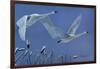 Swans-Rusty Frentner-Framed Giclee Print