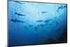 Swarm of Hammerhead, Sphyrna Lewini, Cocos Iceland, Costa Rica-Christian Zappel-Mounted Photographic Print