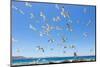 Swarm of Sea Gulls Flying close to the Beach of Mykonos Island,Greece-smoxx-Mounted Photographic Print