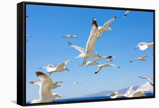 Swarm of Sea Gulls Flying close to the Beach of Mykonos Island,Greece-smoxx-Framed Stretched Canvas