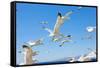 Swarm of Sea Gulls Flying close to the Beach of Mykonos Island,Greece-smoxx-Framed Stretched Canvas