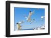 Swarm of Sea Gulls Flying close to the Beach of Mykonos Island,Greece-smoxx-Framed Photographic Print