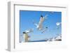 Swarm of Sea Gulls Flying close to the Beach of Mykonos Island,Greece-smoxx-Framed Photographic Print