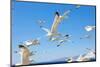 Swarm of Sea Gulls Flying close to the Beach of Mykonos Island,Greece-smoxx-Mounted Photographic Print