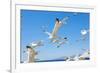 Swarm of Sea Gulls Flying close to the Beach of Mykonos Island,Greece-smoxx-Framed Photographic Print