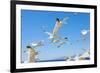 Swarm of Sea Gulls Flying close to the Beach of Mykonos Island,Greece-smoxx-Framed Photographic Print