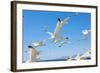 Swarm of Sea Gulls Flying close to the Beach of Mykonos Island,Greece-smoxx-Framed Photographic Print