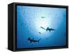 Swarm of Southern Hammerhead, Sphyrna Lewini, Cocos Iceland, Costa Rica-Christian Zappel-Framed Stretched Canvas