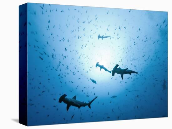 Swarm of Southern Hammerhead, Sphyrna Lewini, Cocos Iceland, Costa Rica-Christian Zappel-Stretched Canvas