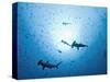 Swarm of Southern Hammerhead, Sphyrna Lewini, Cocos Iceland, Costa Rica-Christian Zappel-Stretched Canvas
