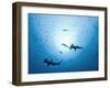 Swarm of Southern Hammerhead, Sphyrna Lewini, Cocos Iceland, Costa Rica-Christian Zappel-Framed Photographic Print