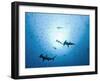 Swarm of Southern Hammerhead, Sphyrna Lewini, Cocos Iceland, Costa Rica-Christian Zappel-Framed Photographic Print