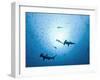 Swarm of Southern Hammerhead, Sphyrna Lewini, Cocos Iceland, Costa Rica-Christian Zappel-Framed Photographic Print