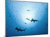 Swarm of Southern Hammerhead, Sphyrna Lewini, Cocos Iceland, Costa Rica-Christian Zappel-Mounted Photographic Print