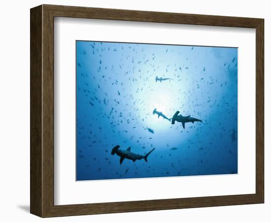 Swarm of Southern Hammerhead, Sphyrna Lewini, Cocos Iceland, Costa Rica-Christian Zappel-Framed Photographic Print