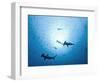 Swarm of Southern Hammerhead, Sphyrna Lewini, Cocos Iceland, Costa Rica-Christian Zappel-Framed Photographic Print