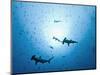 Swarm of Southern Hammerhead, Sphyrna Lewini, Cocos Iceland, Costa Rica-Christian Zappel-Mounted Photographic Print