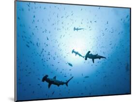 Swarm of Southern Hammerhead, Sphyrna Lewini, Cocos Iceland, Costa Rica-Christian Zappel-Mounted Photographic Print