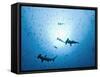 Swarm of Southern Hammerhead, Sphyrna Lewini, Cocos Iceland, Costa Rica-Christian Zappel-Framed Stretched Canvas