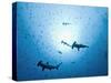 Swarm of Southern Hammerhead, Sphyrna Lewini, Cocos Iceland, Costa Rica-Christian Zappel-Stretched Canvas