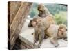 Swayambhunath (Monkey Temple), Kathmandu, Nepal-Ethel Davies-Stretched Canvas