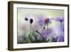 Swaying in the Summer Night II-Heidi Westum-Framed Photographic Print